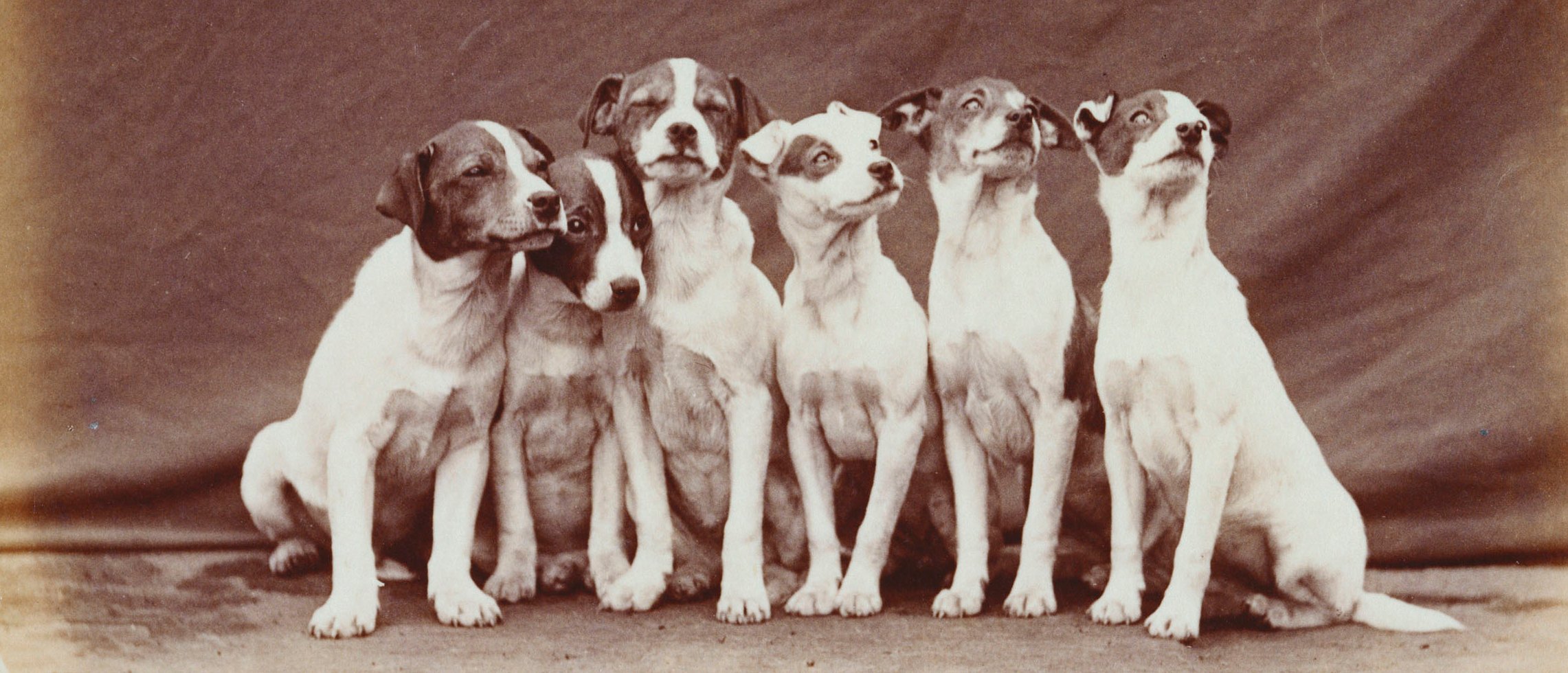 A row of terrier dogs looking towards the camera