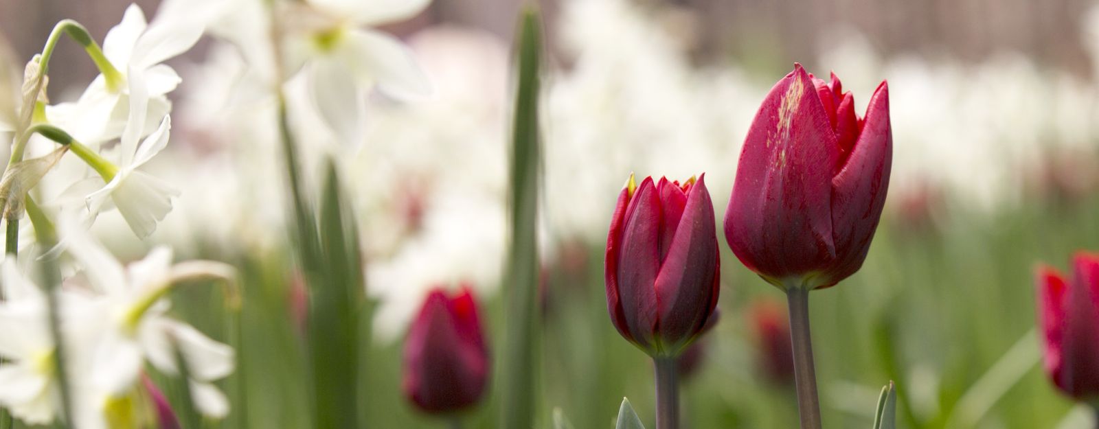 Close photograph of tulips in a garden