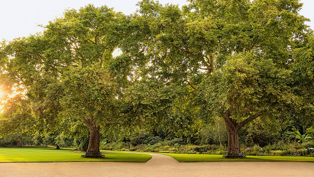 Buckingham Palace Gardens: How to Visit the Queen's Garden - Suitcases and  Sandcastles