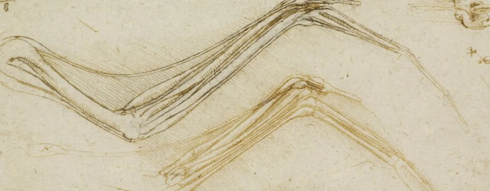 The anatomy of a bird's wing (912656) Drawing of the anatomy of a bird's wing