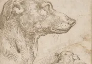 Studies of dogs, Parmigianino RCIN 901976