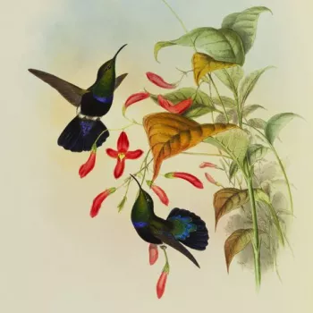 John Gould was born in Lyme Regis on the Dorset coast in 1804 but was brought up in Surrey and later Windsor, where his father was one of the gardeners at the castle. The young Gould taught himself taxidermy from an early age and soon established a skill 