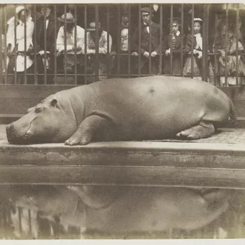 Photograph of Obaysch, the Hippopotamus, photographed lying down with his eyes closed. Behind the bars to the Hippopotamus House stand observers. 
Obaysch was London Zoo's first hippopotamus. He arrived at London Zoo on 25 May 1850. He proved to be very p