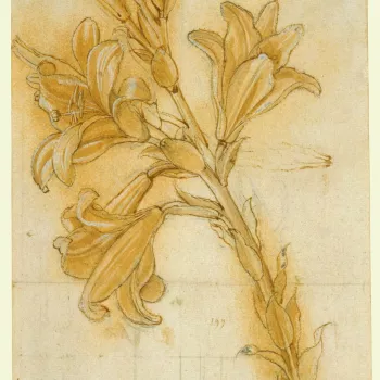 A drawing of a lily (Lilium candidum L.). The elaborate technique combines detailed underdrawing in leadpoint, a thick but varied pen line, modelling with dilute ink and ochre wash, an almost dry ochre rubbed into the paper, and highlights in liquid white