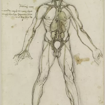 An anatomical study of a standing man, legs apart and arms down, showing the major organs and vessels. 
The drawing summarises Leonardo&rsquo;s early understanding of the layout of the major organs and vessels, before he had carried out any significant hu
