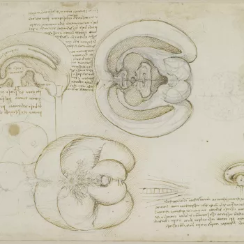 In this sheet Leonardo records an ingenious experiment in which he injected molten wax into the brain to determine the shape of its internal cavities. The drawing at upper centre shows the brain cut in half through the mid-line and opened out; below is a 