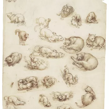 <p>A sheet of more than twenty drawings of cats and lions in a wide variety of positions; lying asleep, sitting, prowling, playing, fighting, and in one case frightened, standing with humped back and fur standing on end; in the lower half, drawn at an odd