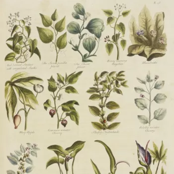 Detail of an illustration showing various garden herbs, from the book by John Hill 'The British herbal: an history of plants and trees, natives of Britain, cultivated for use or raised for beauty' (RCIN 1052134)
