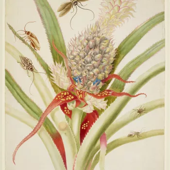 A watercolour of a Pineapple (Ananas comosus) with Cockroaches (Periplaneta australasiae and Blattella germanica). This is a version of plate one in Merian's Metamorphosis Insectorum Surinamensium. Merian described the pineapple as &lsquo;the most outstan