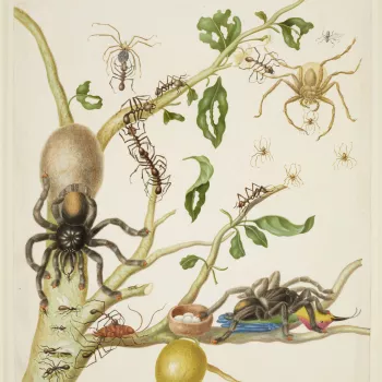 A watercolour of a branch from a Guava tree (Psidium guineense) with Army Ants (Eciton sp.), Pink-Toed Tarantulas (Avicularia avicularia), Hunstman Spiders (Heteropoda venatoria) and a Ruby-Topaz Hummingbird (Chrysolampis mosquitus). This is a version of 
