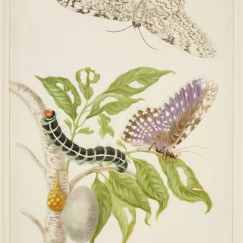 A watercolour&nbsp;of a&nbsp;branch from the Gumbo-Limbo Tree (Bursera simaruba) with the life stages of a White Witch Moth (Thysania agrippina). This is an adaption of plate 20 of Merian's Metamorphosis Insectorum Surinamensium. Maria Sibylla Merian was 