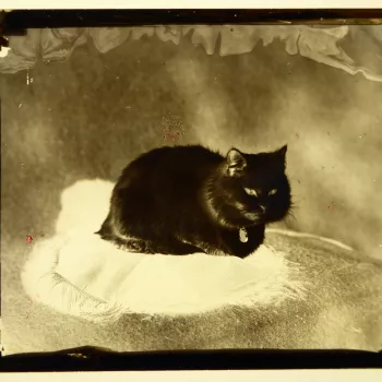 Glass plate negative of&nbsp;Snowdrop, a white&nbsp;cat&nbsp;who belonged to Prince Leopold (1853-84). The&nbsp;cat&nbsp;is seated&nbsp;on a fringed&nbsp;cushion.&nbsp;He wears a collar around his neck.
A print&nbsp;of this work&nbsp;exists in the Royal C