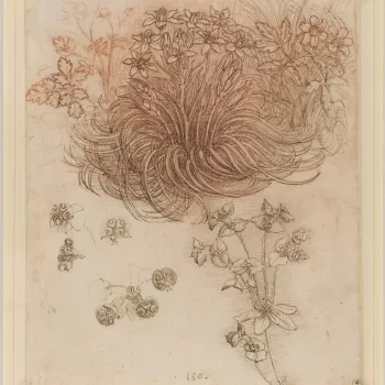Drawing of plants by Leonardo
