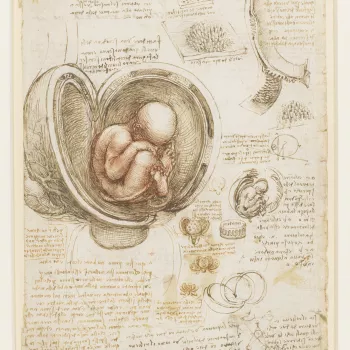A drawing of a fetus in utero, with the uterus opened out; a smaller sketch of the same, and of details of the placenta and uterus; a diagram demonstrating binocular vision; notes on embryology, on relief in painting and on mechanics. 
Throughout his anat