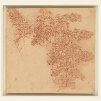 In this beautifully rendered drawing of a bramble, the branches are shown sagging under the weight of the fruit: Leonardo was interested not merely in the shape of the leaves and berries, but also in the living form of plants when subject to the natural f