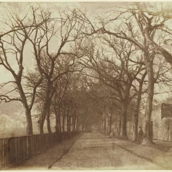 Photograph of an avenue of trees. On the left stands a wooden fence in front of the trees and on the right, behind the trees is a stone wall. On the right a single figure is discernible seated or standing between the second and third tree.