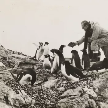 HRH The Duke of Edinburgh with penguins, ?South Georgia