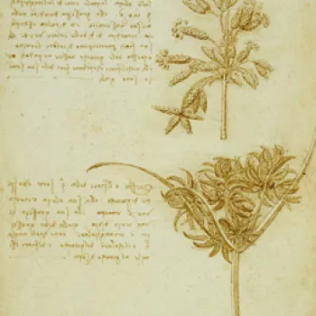 Drawing and notes showing two seed heads from rushes
