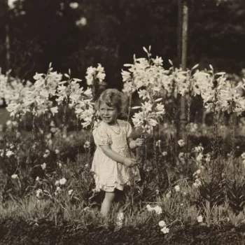 In 1929 Princess Elizabeth was photographed by her father, the future King George VI, standing in front of a group of Madonna lilies, lilium candidum. The photograph was taken at St Paul’s Walden Bury, the Hertfordshire home of the Princess's maternal g