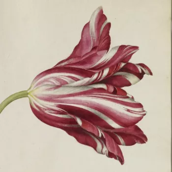 Detail from a watercolour of three flowering plants, including a white buttercup Ranunculus aconitifolius, a purple milkwort and a striped tulip.