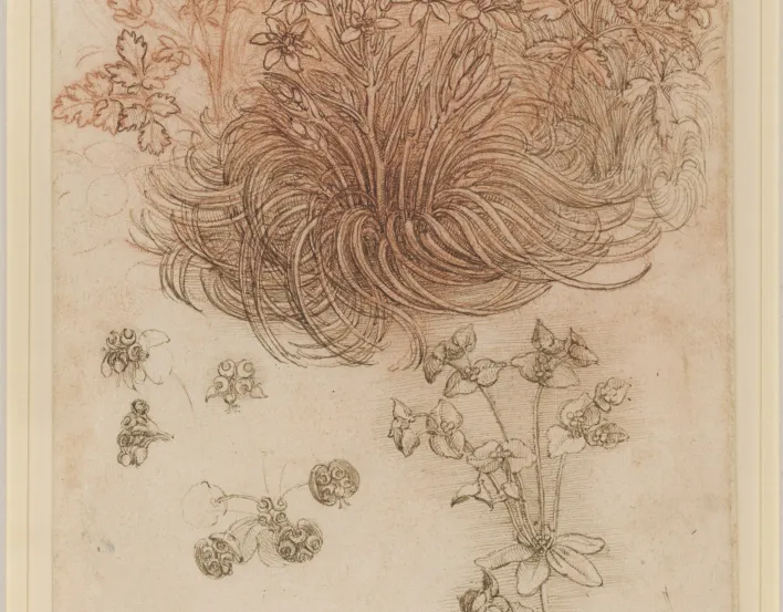 Drawing of plants by Leonardo